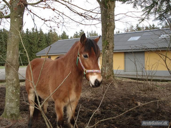 Anden særlig race Palle Pophår <3 - Baby palle <3  billede 4