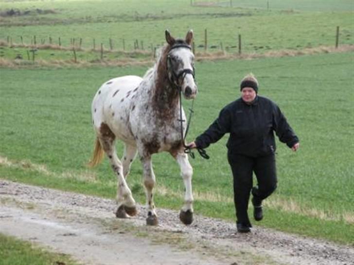 Knabstrupper Skalgårdens Picasso solgt RIP billede 7