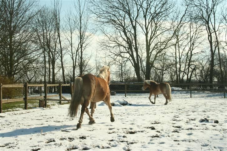 Haflinger Flotti (solgt) - se mig  billede 14
