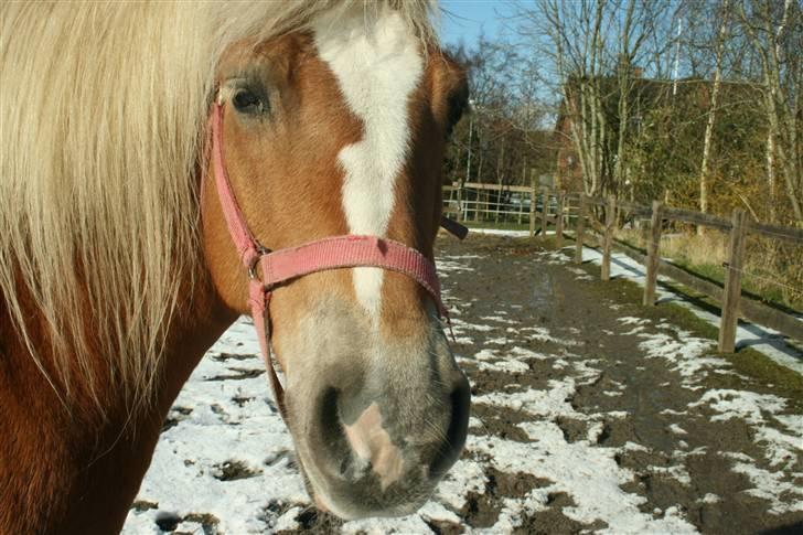 Haflinger Flotti (solgt) - ? billede 15