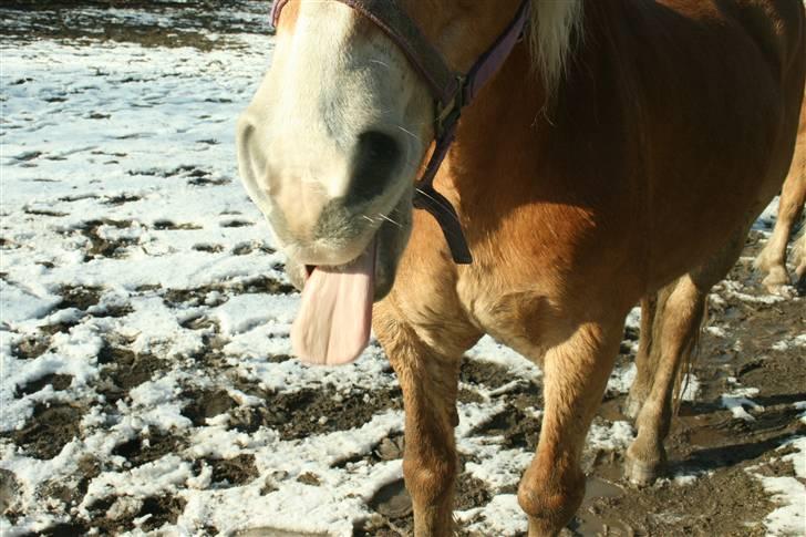 Haflinger Gulla (solgt) - heh  billede 8