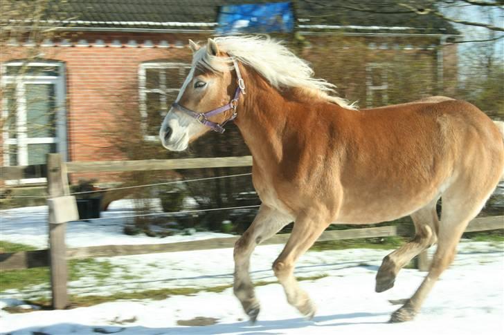 Haflinger Gulla (solgt) - iharrr billede 9