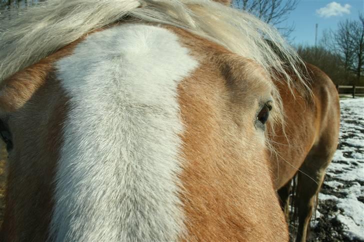 Haflinger Gulla (solgt) - hvad er det ? billede 10
