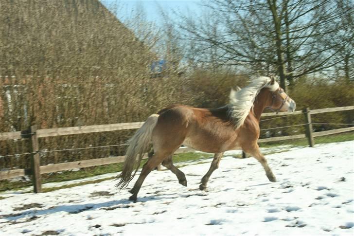 Haflinger Gulla (solgt) - jeg elsker at øve billede 11