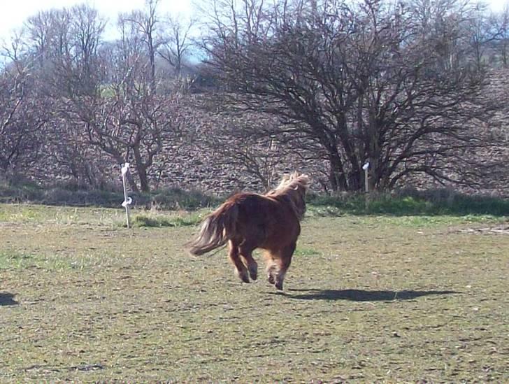 Shetlænder Fanny  - 19#  Brug ikke sporene på en villig hest.. Foto: JGM 2009. billede 19