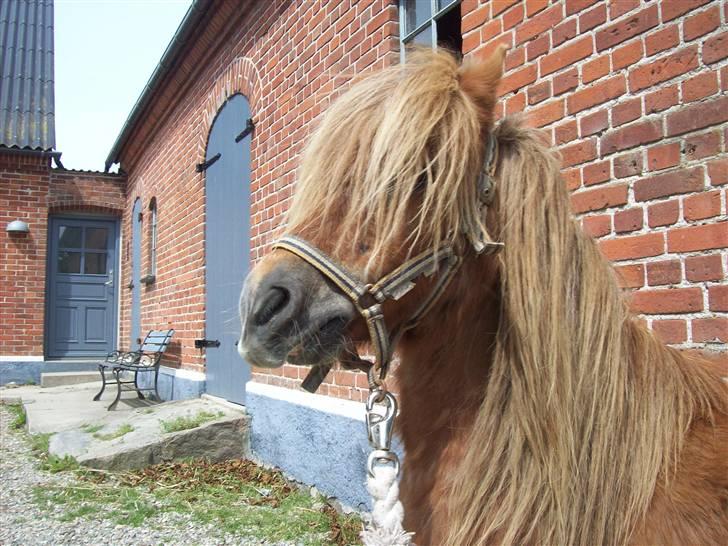 Shetlænder Fanny  - 20#  Uhhh, det godt og få maseret rumpen :-D Foto: JGM 2009. billede 20