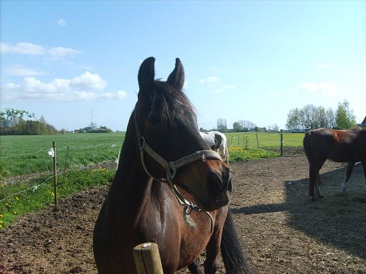 Anglo Araber (AA) Silke - fordi du er så fuckt up dejlig <3 billede 7