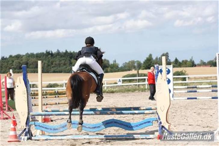 Anden særlig race | Cantos Caballero - 20# Vi takker af for denne gang! Smid lige en bedømelse nu hvor i/du er her! :P - Dejligste springrøvE! xD Stævne RVV 15 August LD Foto: Emilie/ Bumzen billede 20