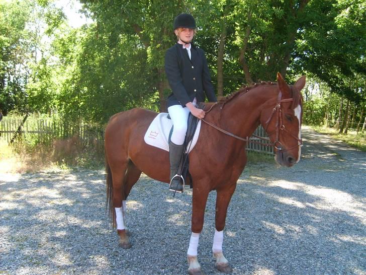 Frederiksborg Ferdinand - nr3...stævne på suderballegaard... billede 2