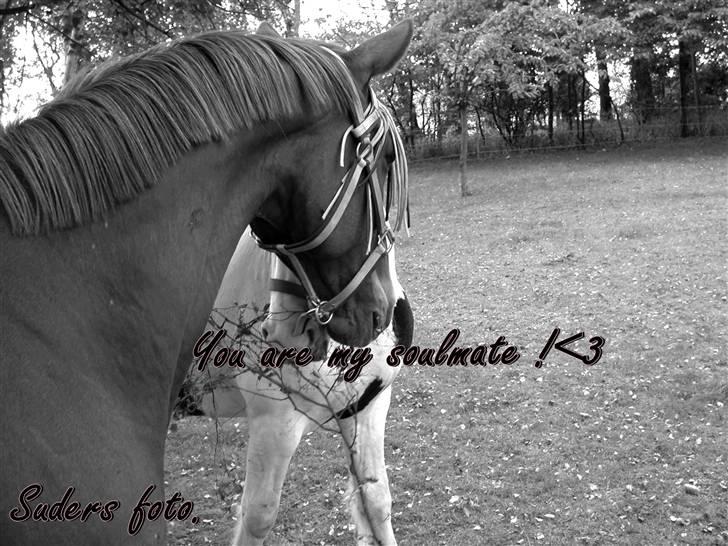 Frederiksborg Ferdinand - you are my soulmate !<3 billede 3