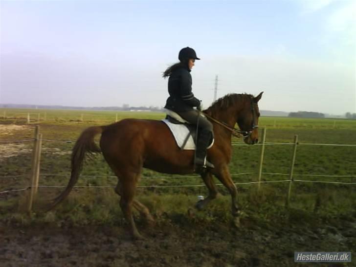 Frederiksborg Ferdinand - Nanna og ferdinan træner vinteren 09 billede 4