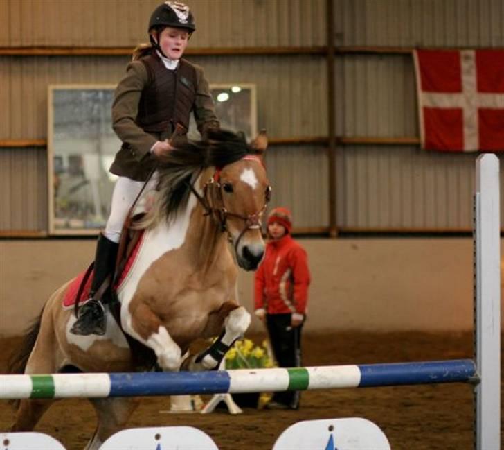 Pinto rishøjes asa  (solgt) - asa og jeg til spring i slagelse billede 4