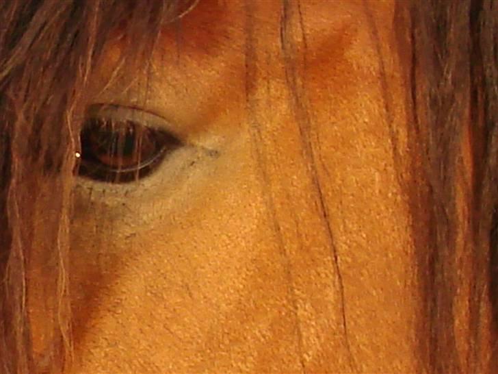 Nordsvensk Skovhest Store billede 2