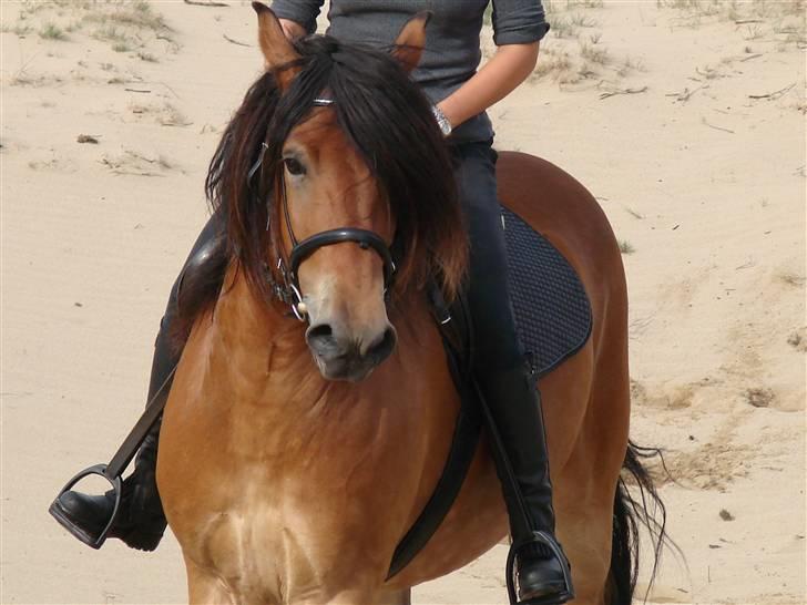 Nordsvensk Skovhest Store billede 4