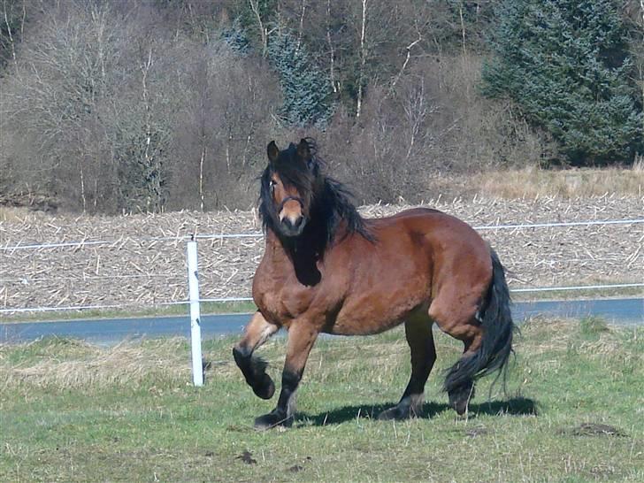 Nordsvensk Skovhest Store billede 6