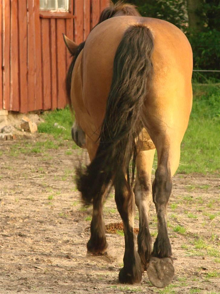Nordsvensk Skovhest Store billede 11