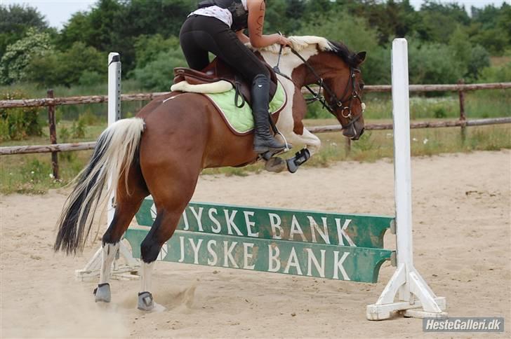 Anden særlig race Angel  Solgt til Emilie:D billede 6