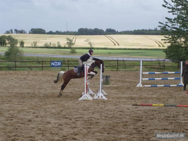 Anden særlig race Angel  Solgt til Emilie:D billede 8