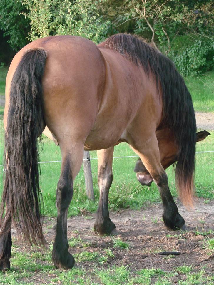 Nordsvensk Skovhest Store billede 12