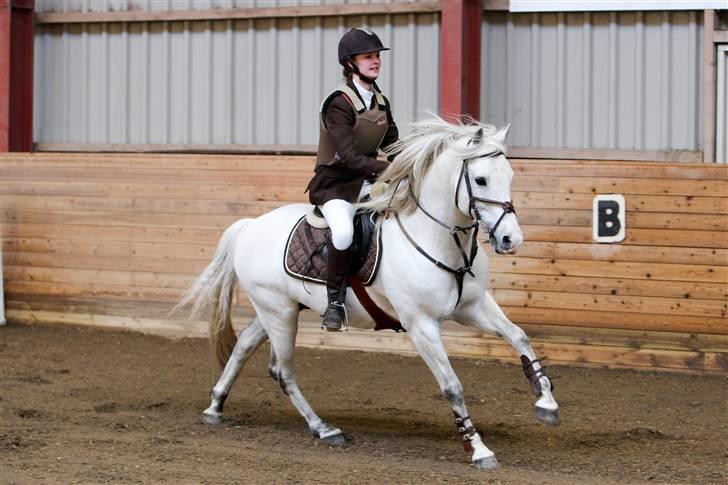 New Forest Firfod Firspring - NFRK d. 9/4 2009. LC  billede 7