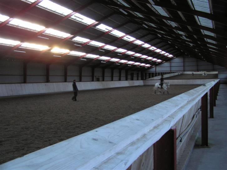 New Forest Firfod Firspring billede 8