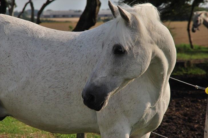 New Forest Til's Gustaaf - Hvad skal man med prinsen, når man har den hvide hest?? <3 billede 1