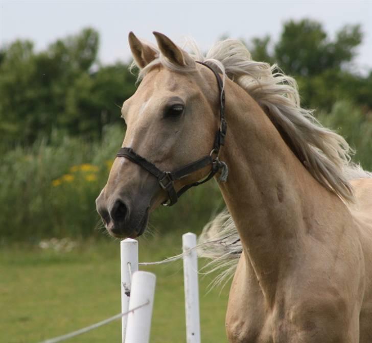 Palomino Mr Dobberlino  billede 1