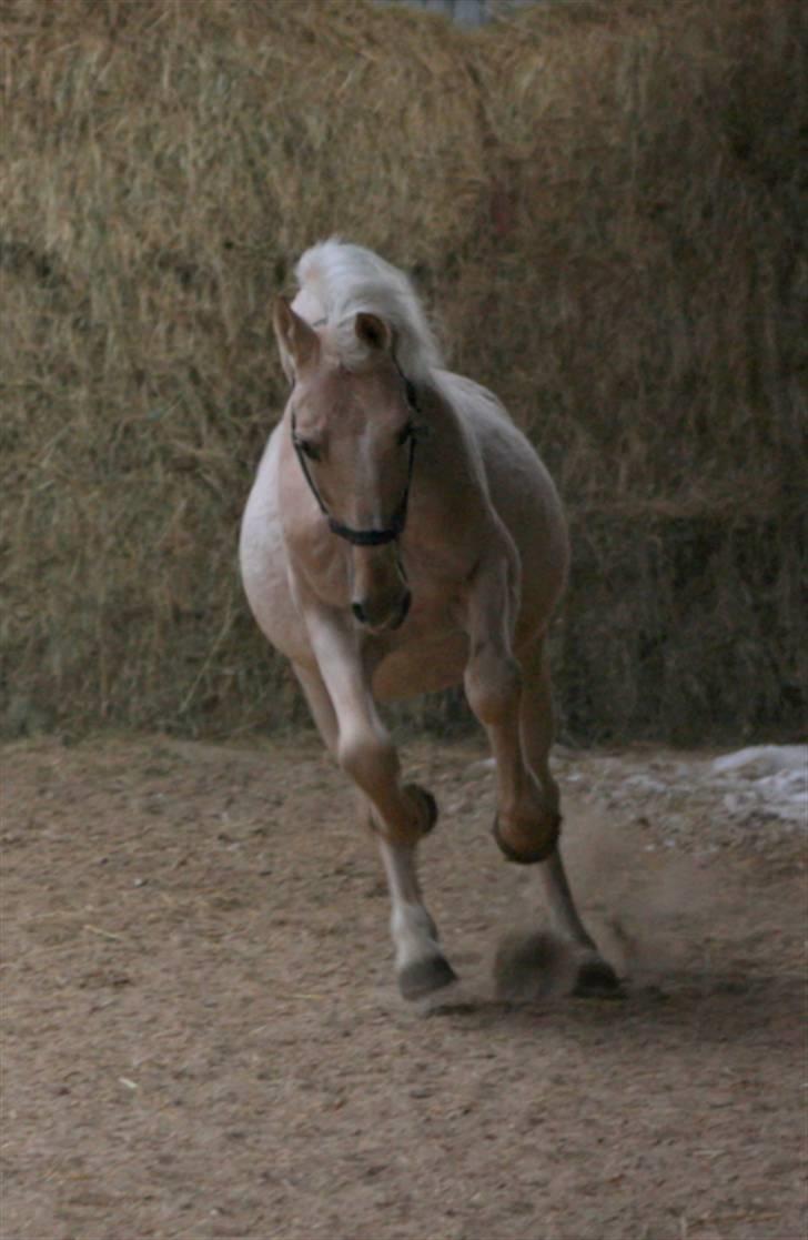 Palomino Mr Dobberlino  billede 5