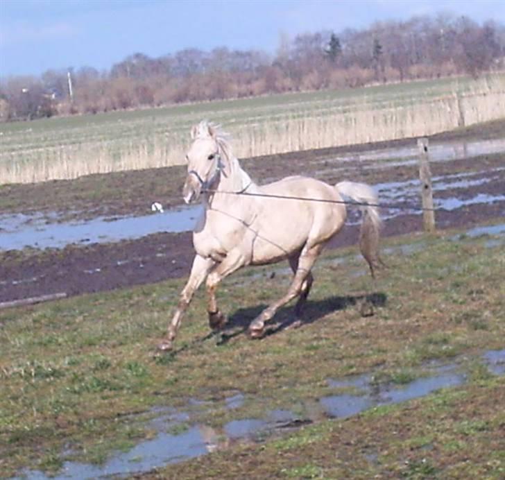 Palomino Mr Dobberlino  billede 7