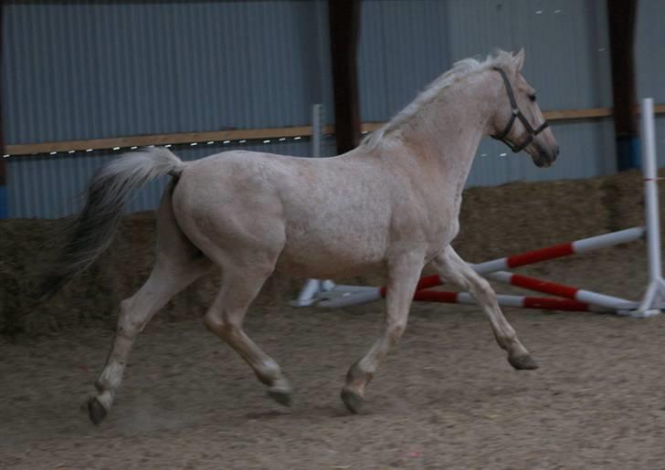 Palomino Mr Dobberlino  billede 10