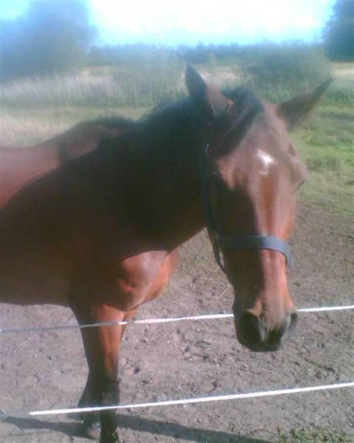 Anden særlig race Amadeo*solgt* - Velkommen til min profil(; billede 1