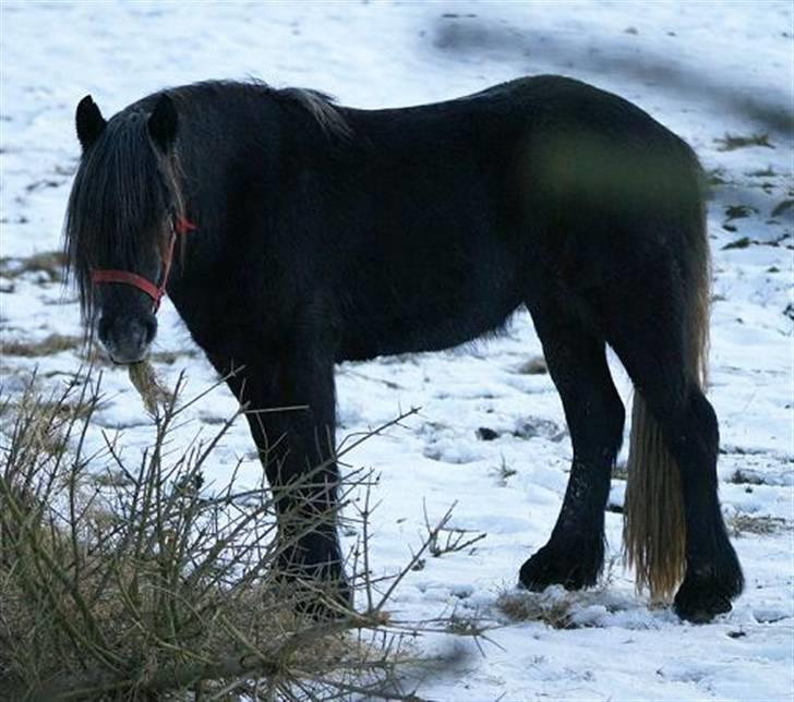 Fell pony Bluewater Kyra billede 11