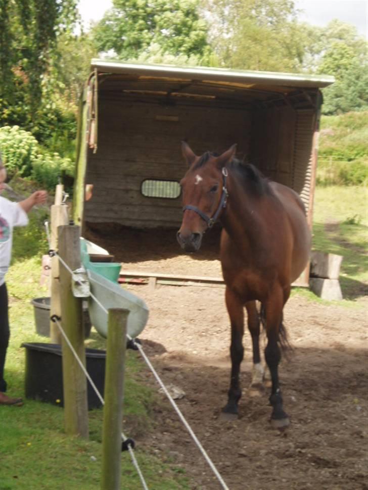 Anden særlig race Amadeo*solgt* - Mig på sommergræs. billede 3
