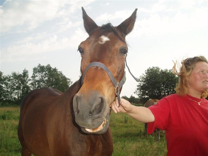 Anden særlig race Amadeo*solgt* - Se min smukke smukke mule billede 4
