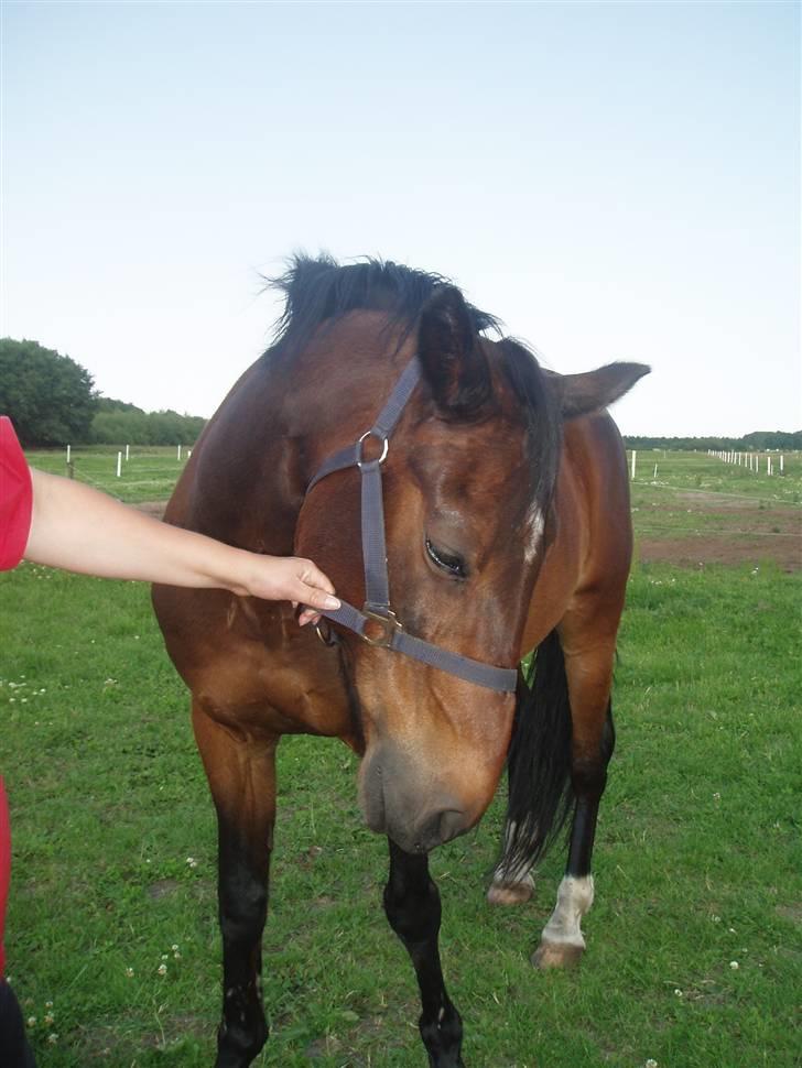 Anden særlig race Amadeo*solgt* - Slip mig....jeg vil have græs NU. billede 5