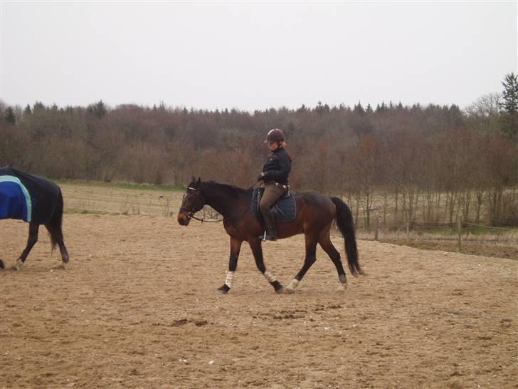 Anden særlig race Amadeo*solgt* - Morten rider på mig billede 6