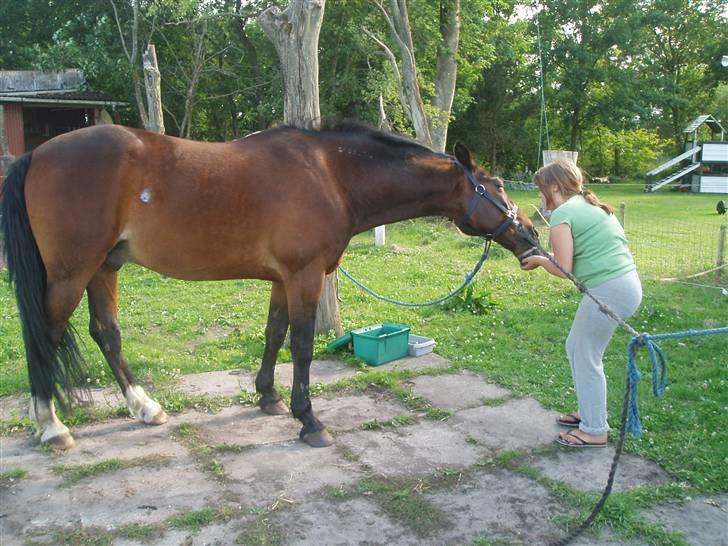 Anden særlig race Amadeo*solgt* - det er så smukke mig... billede 8