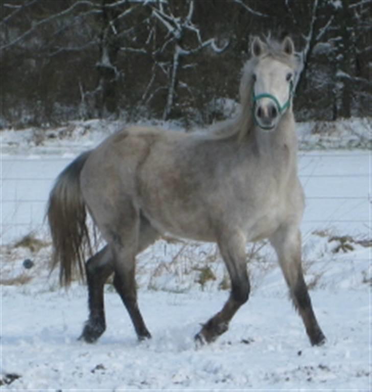 Connemara Elmely´s Bessie - Bessie 24.3.2008 billede 10