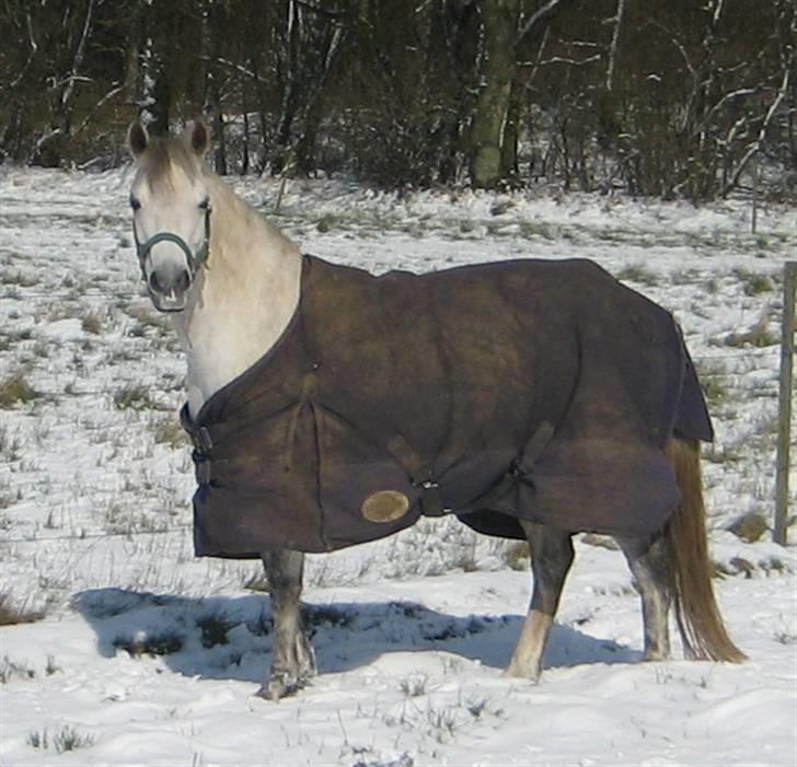 Anden særlig race Mille(solgt) - Mille 24.3.2008 billede 7