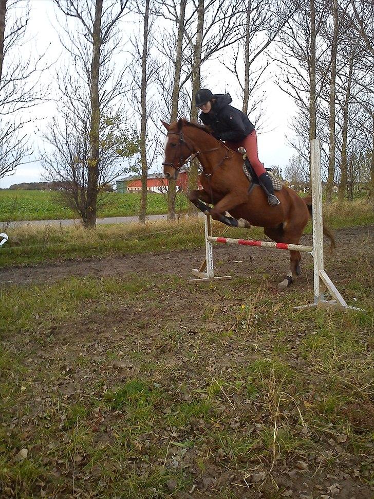 Frederiksborg Ferdinand billede 5
