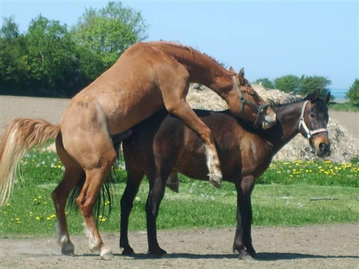 Anglo Araber (AA) Silke - fodi i lavede sativa :P billede 9
