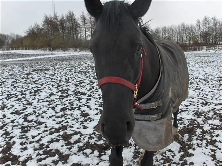 Oldenborg Blackie - hehe det er ikke nemt at ta billeder af hende på marken når hun render rundt efter mig:-) billede 11