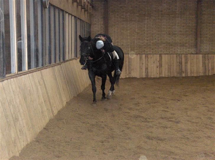 Oldenborg Blackie - Efter et veloverstået ridt:-) billede 12