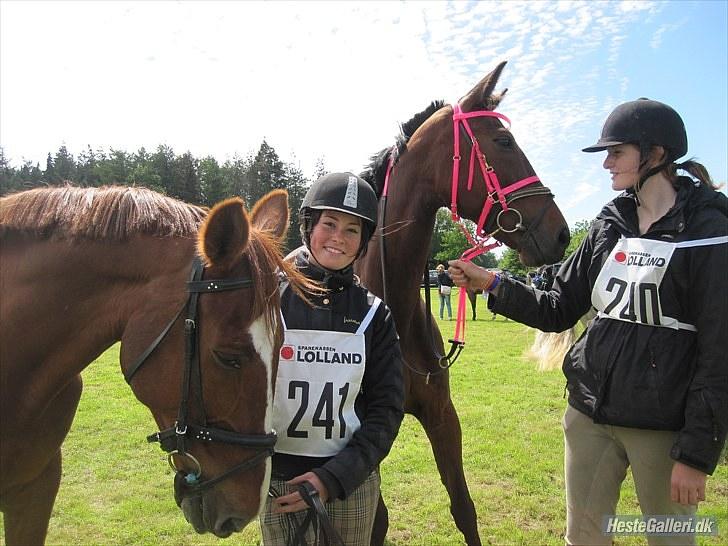 Frederiksborg Ferdinand - nr 8-distance i kuthenborg 2010 (; billede 8