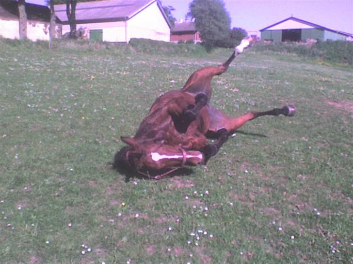 Anden særlig race Annika A.K.A Calimera  billede 2