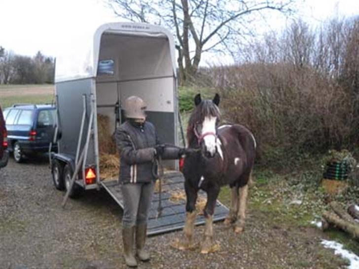 Irish Cob Mr. Pepper  billede 8