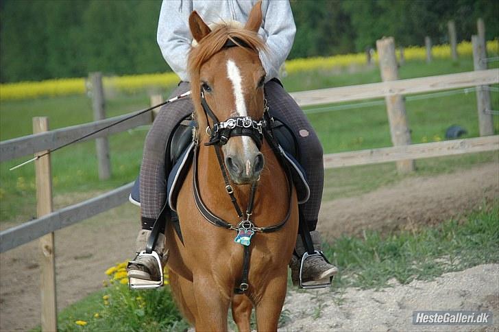 New Forest Magic skønager!<3 - Velkommen til Magic´s profil håber i nyder billederne og teksten :D <3 Billed taget af Freia Jensen (: billede 1