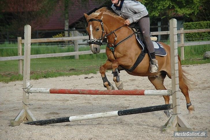 New Forest Magic skønager!<3 - Spring hjemme (10) Billed taget af: Freia Jensen (: billede 3
