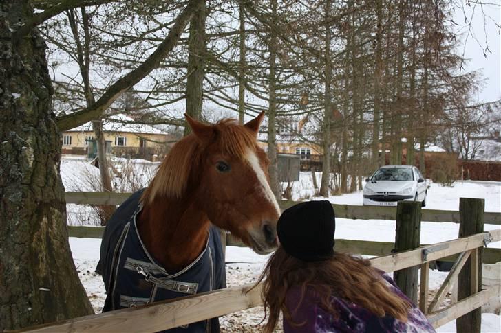 New Forest Magic skønager!<3 - Myyyys!!! Ihh jeg eeelsker dig! Hehe (: 2010 :D <3 billed taget af:Marira :D billede 4