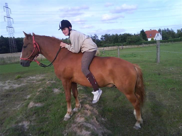 New Forest Magic skønager!<3 - Ude på marken i rebgrime (: Tror det er starten af 09 (: billede 5